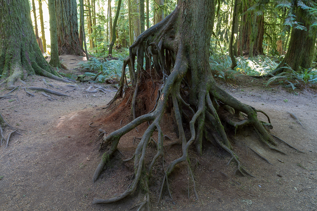 09-18 - 04.jpg - McMillan Provincial Park, Vancouver Island, BC